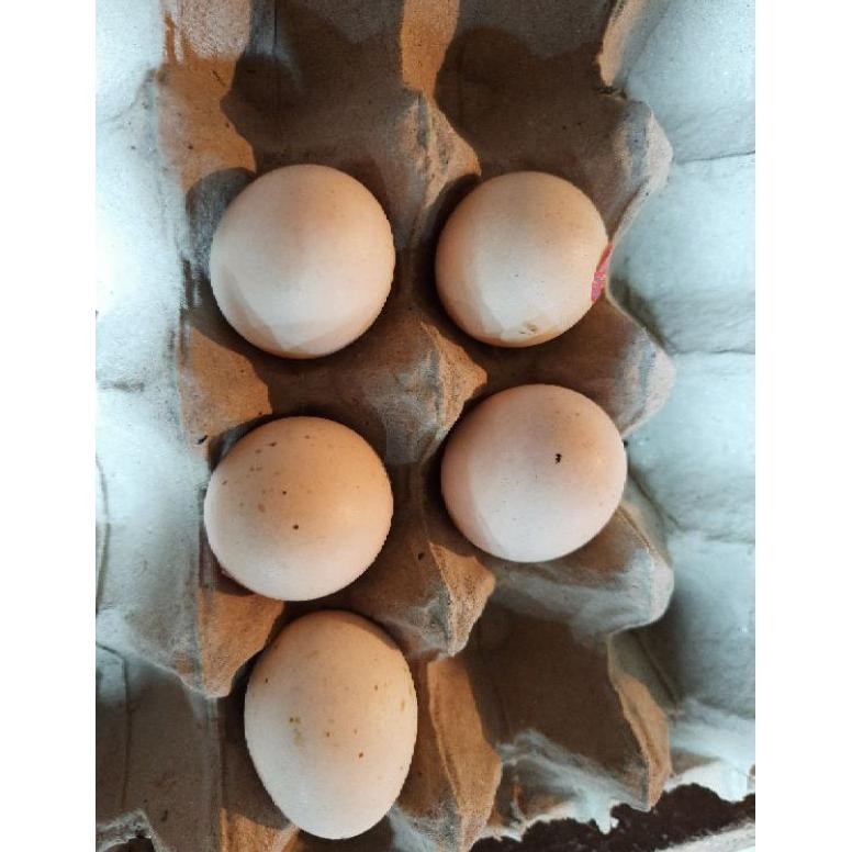 

telur ayam kampung 5 pcs aSt