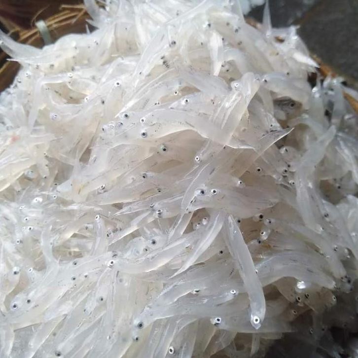 

Teri Nasi Basah Segar 250gr Premium / Fresh Frozen / Mpasi Bayi aSt