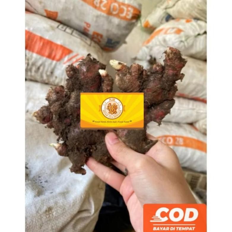 

JAHE MERAH Medan FRESH 1 Kilogram / RED GINGER / JAHE SEGAR aSt