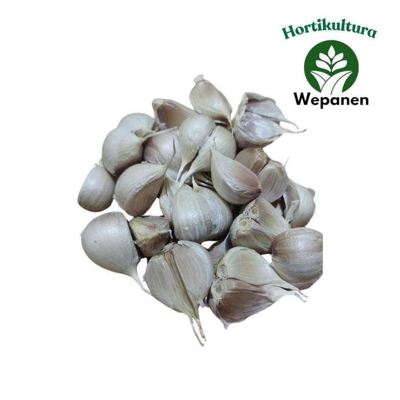 

Bawang Putih Kating Bersih 1Kg Fresh Petani aSt