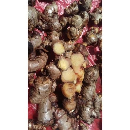 

Jahe Merah Segar Full Tua 1kg Tanpa Busuk aSt