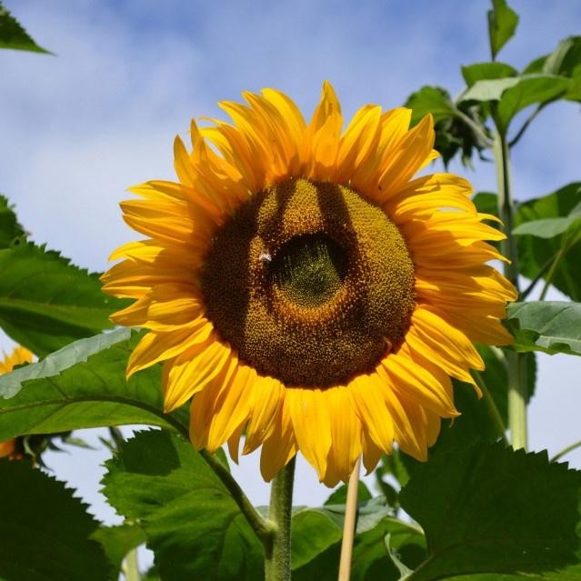 Biji Benih Bibit Bunga Matahari Mammoth Grey Stripe