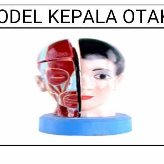 

KEPALA OTAK ALAT PERAGA PENDIDIKAN MODEL TORSO KEPALA OTAK
