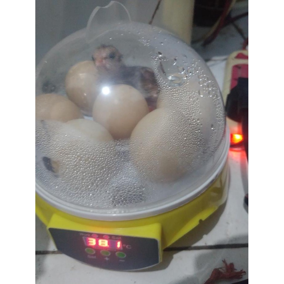 ATS Inkubator mini Mesin Penetas Telur burung ayam merak punyuh unggas