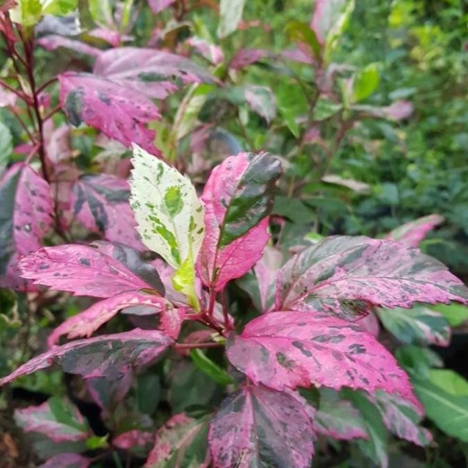 Tanaman Hias Bunga Sepatu Daun Merah 1M