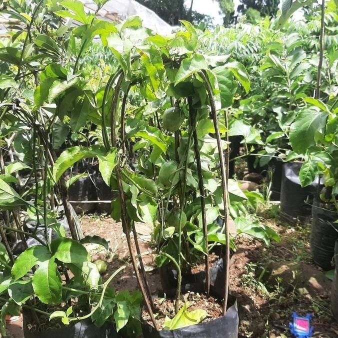 bibit tanaman buah markisa ungu sudah berbuah pohon markisa ungu PREMIUM