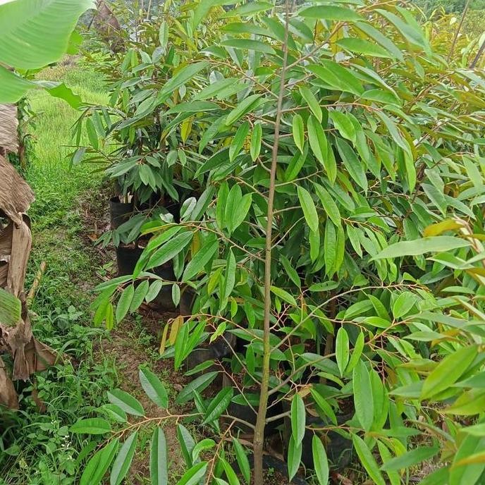 2022 Bibit durian musang king 2m siap buah PREMIUM