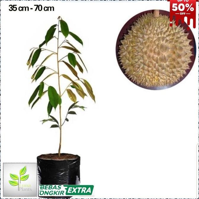bibit durian matahari - tanaman buah durian PREMIUM