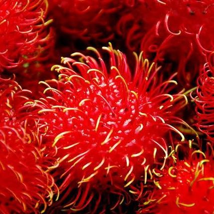 BIBIT BUAH RAMBUTAN PARAKAN PREMIUM