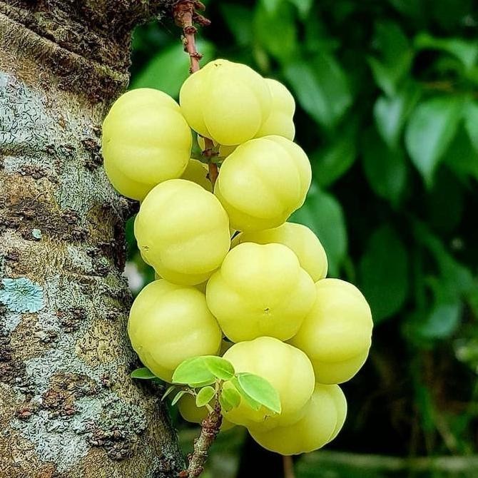 Buah Cermei/Cermai/Cerme segar - bibit buah cermai PREMIUM