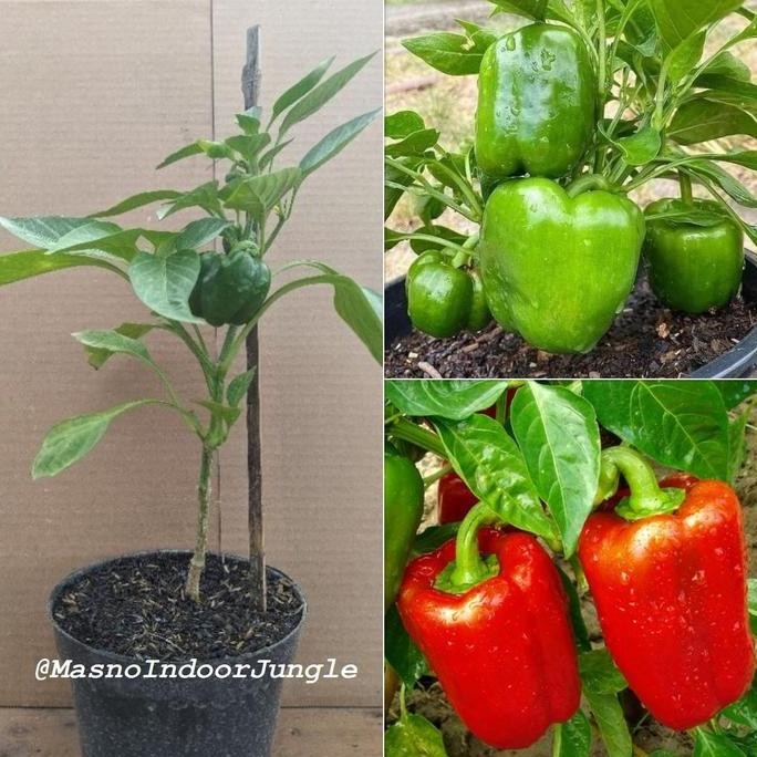 PREMIUM Tanaman Paprika - Bibit Pohon Tanaman Buah Paprika Berbuah