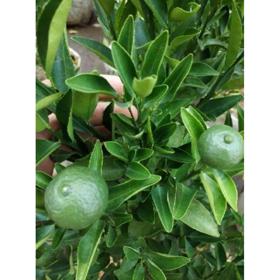 PREMIUM sudah berbuah bibit pohon Tanaman buah jeruk limo sudah berbuah nipis