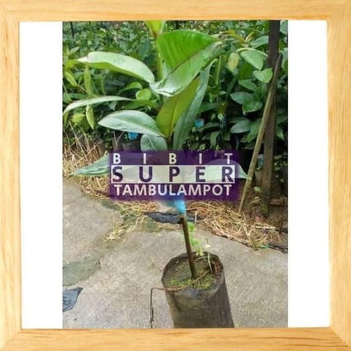 DATANG Bibit Tanaman Buah manggis biji kecil Okulasi Stek Cangkok PREMIUM