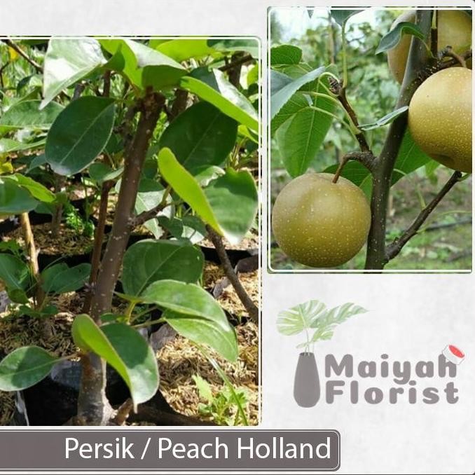 Bibit Pohon Tanaman Buah Pear Asia - Pir - Apel Pir - Pir Nashi PREMIUM