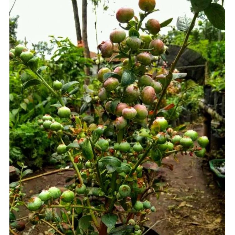 Bibit pohon blueberry - Pohon buah blueberry berbuah PREMIUM