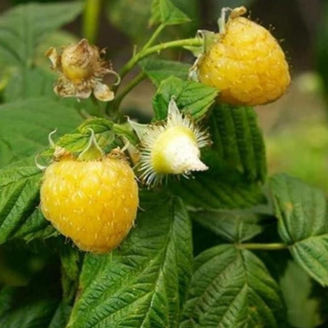 Bibit Buah Raspberry Kuning / Yellow Raspberry / Golden Raspberry, PREMIUM