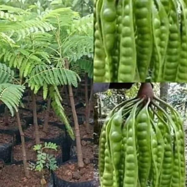 Bibit Buah Petai Hibrida / Petai Jumbo - Okulasi super MTP 1904 PREMIUM