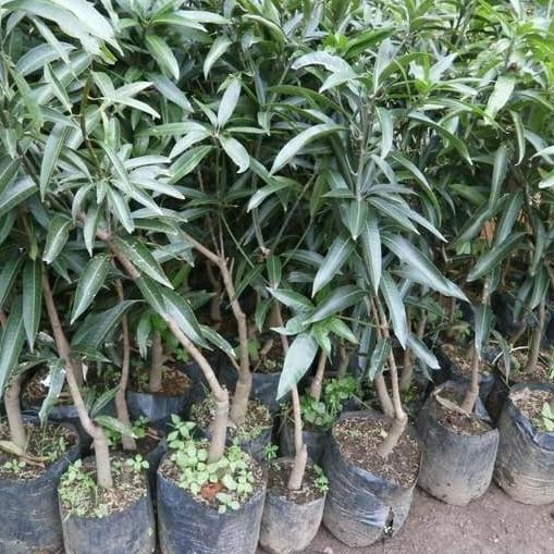 PREMIUM Bibit Tanaman Buah Mangga Irwin Tinggi 1 meter