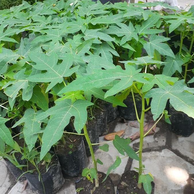 PREMIUM Bibit Pepaya Bangkok Super | Bibit Pepaya Bangkok Genjah Buah Besar