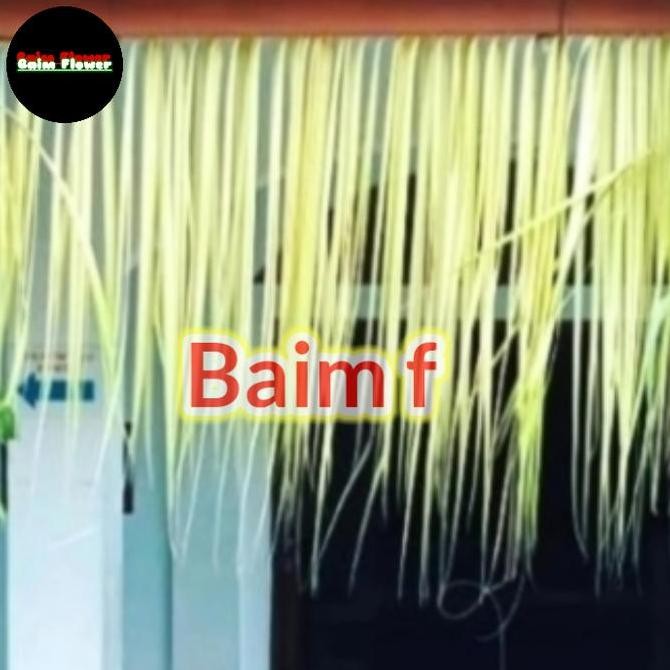 Dekorasi Rumbai Daun Kelapa Asli