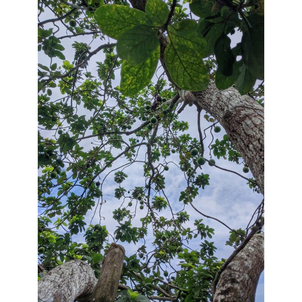 

ALPUKAT MENUL JUMBO 1KG isi 4_5 buah