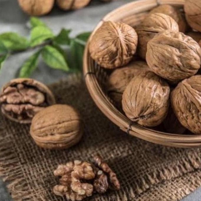 PREMIUM Bibit Pohon Buah Kenari/Tanaman Buah Kenari Bumbu Rempah Dapur