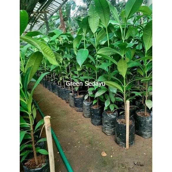 PREMIUM Bibit Pohon Buah Manggis Tinggi 1 Meter Up Batang Ukuran Besar