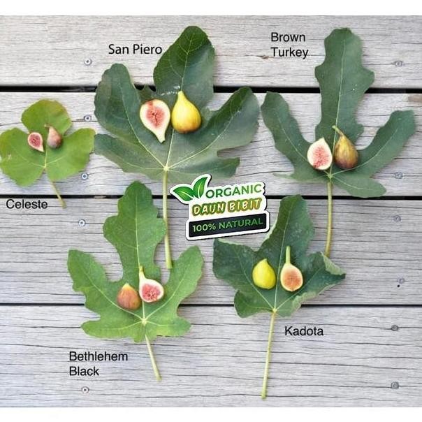 PREMIUM BIBIT BUAH TIN KADOTA | BUAH ARA KADOTA '