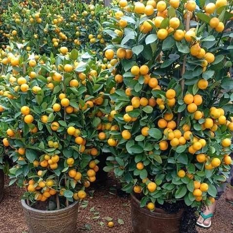 PREMIUM Bibit Tanaman Buah Jeruk Santang Madu Besar Sudah Berbuah pohon hidup