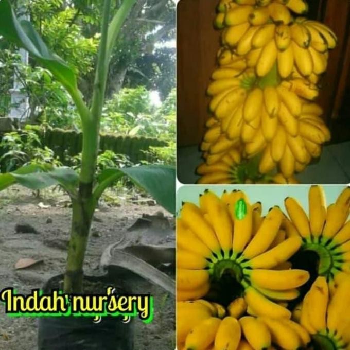 PREMIUM bibit buah pisang emas asli-bibit buah pisang Mas Kirana