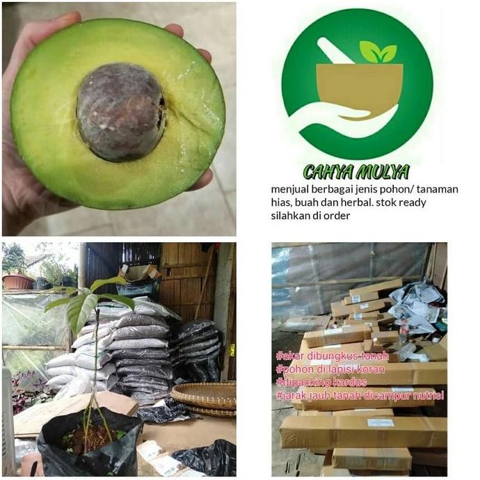 PREMIUM Bibit pohon buah alpukat Miki mentega kaki 3 cepat berbuah