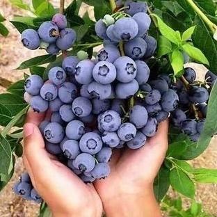 PREMIUM Bibit buah Blueberry Jumpfruit - Bibit Blueberry