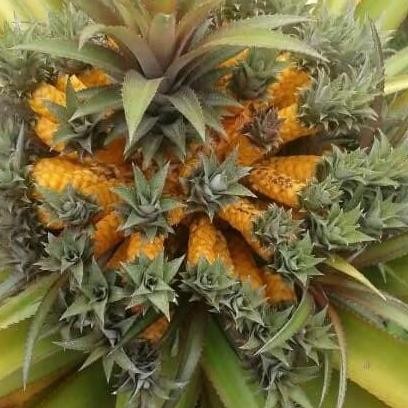 PREMIUM Bibit Tanaman Buah Nanas Medusa Nanas Mahkota