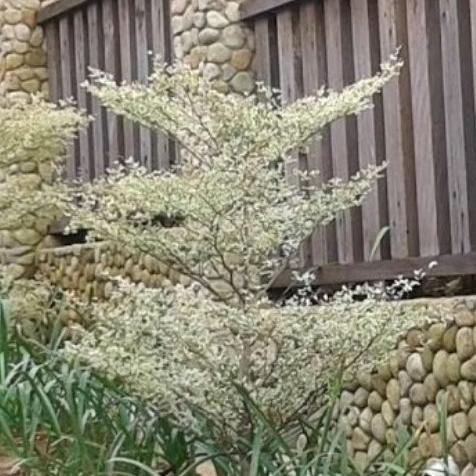 Berkualitas Tanaman Pohon Ketapang Kencana Varigata uk Sedang ( Daun Putih Asli ) MURAH