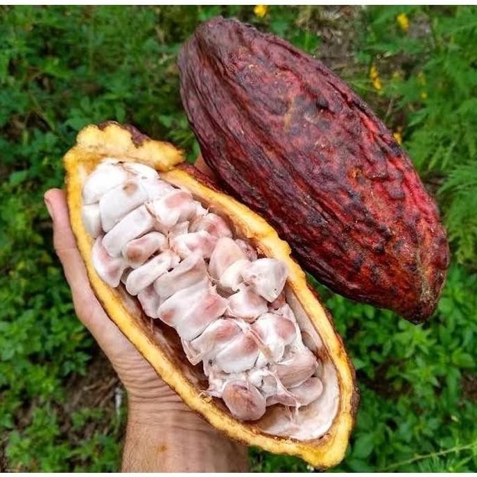 PREMIUM FREESS Biji Bibit Tanaman Buah Kakao Coklat Hibrida