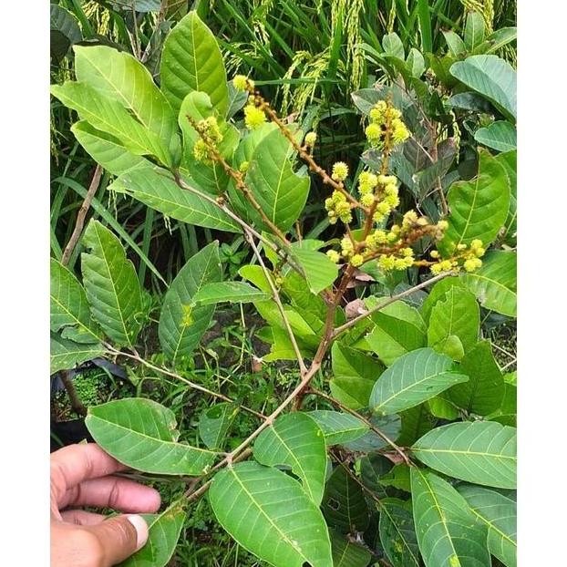 PREMIUM Hasil Cangkok Bibit tanaman buah Rambutan MERAH BINJAI RAMBUTAN AA66