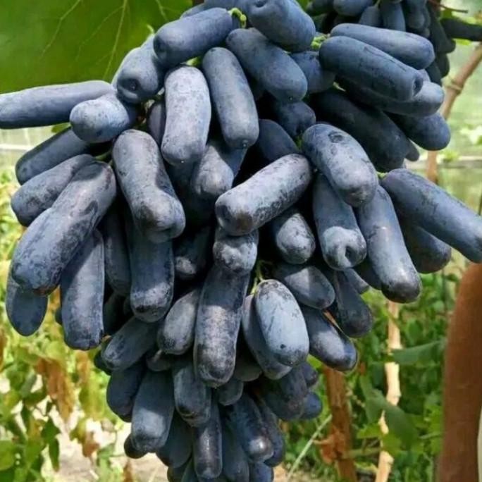 PREMIUM bibit tanaman buah anggur hitam anggur jari tanpa biji AA14 DD80