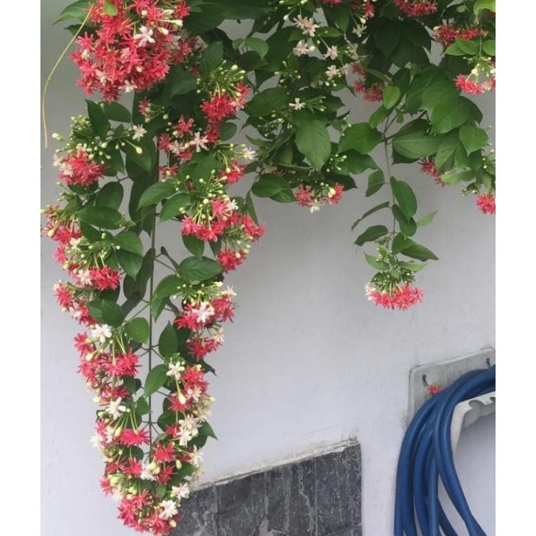 Berkualitas Tanaman Rambat Melati Belanda Berbunga Wangi / Melati Belanda Berbunga Wangi MURAH