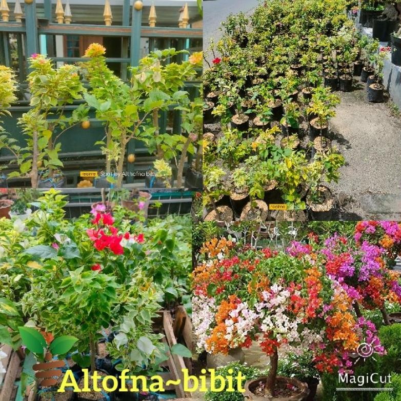 bibit bunga kertas- bougenville 5 warna.. MURAH