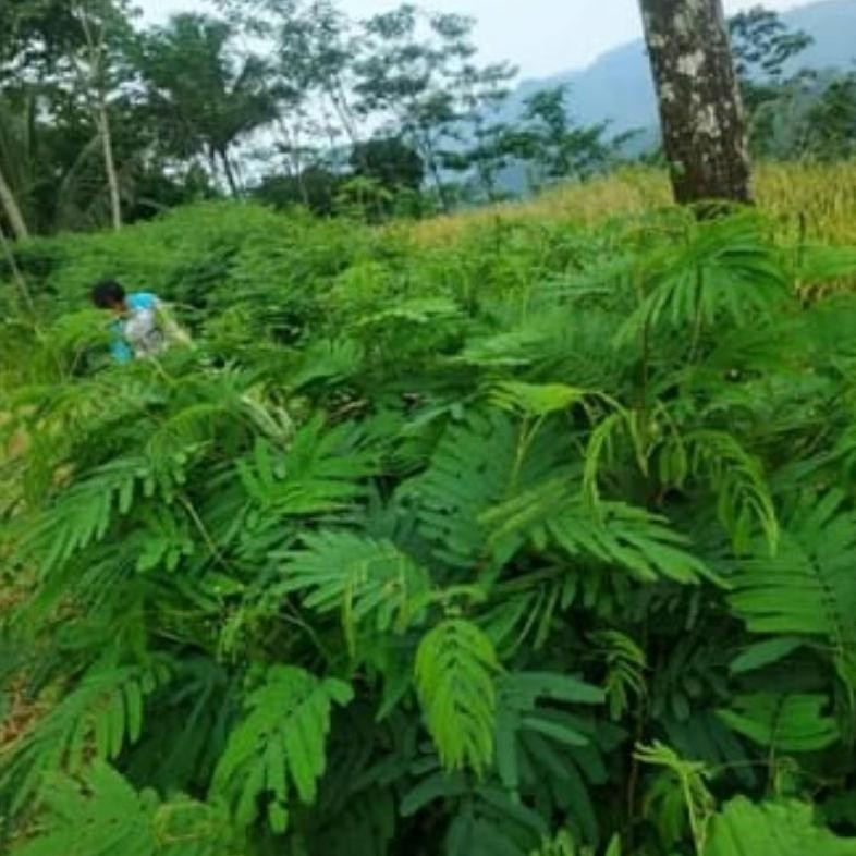 bibit kaliandra merah pagoda kaliandra lusiana MURAH