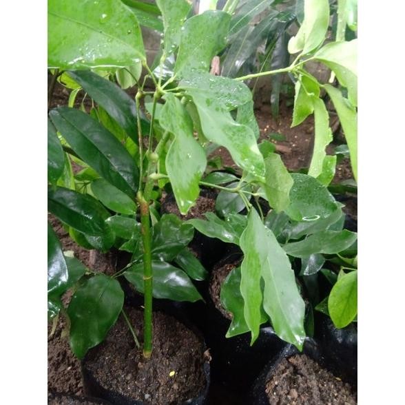 Bibit Tanaman Tlogosari Langka MURAH