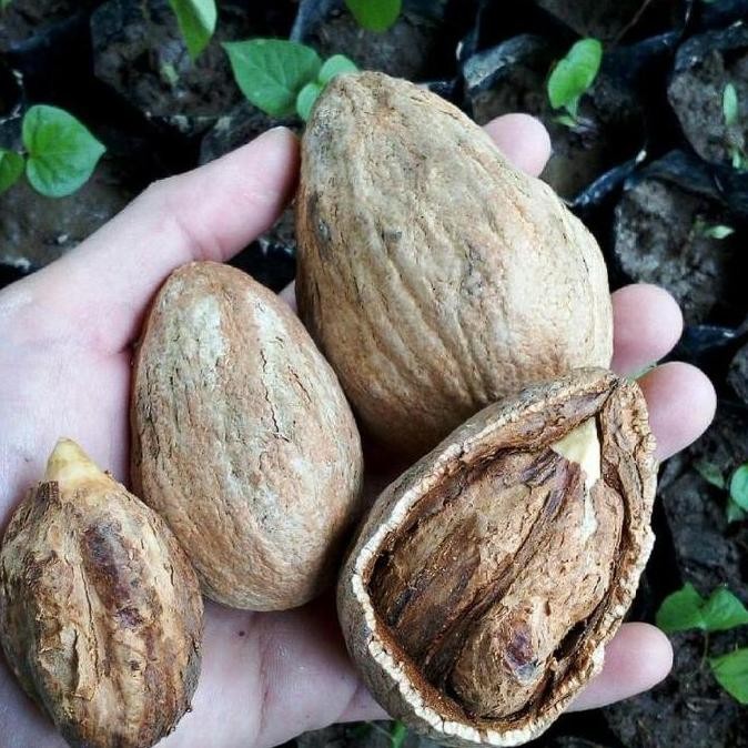 PREMIUM Bibit Tanaman Kenari Pohon Buah Kenari Bumbu Rempah