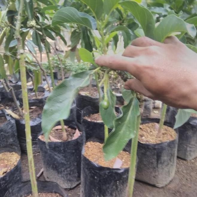 PREMIUM Bibit Buah Alpukat Sudah Berbuah / Sudah Berbunga - Bibit