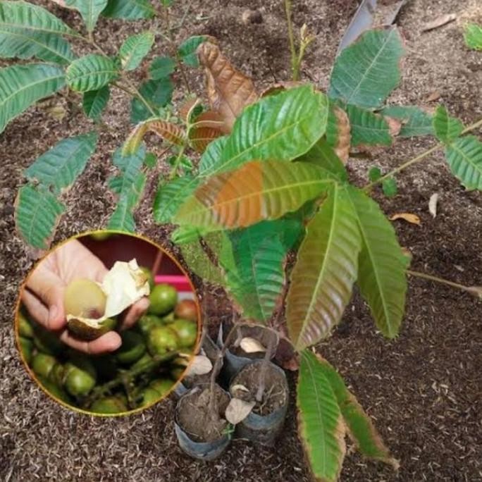 Bibit Tanaman buah matoa ta rasa unik durian rambutan TGBU1 supper PREMIUM