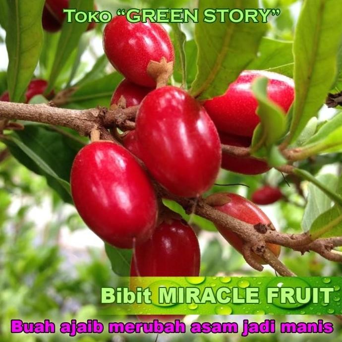 PREMIUM Bibit Buah Ajaib Miracle Fruit | Jual Bibit Miracle fruit