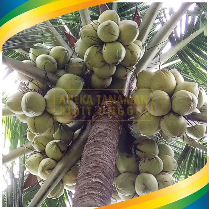 Bibit Kelapa Genjah Entok - Kelapa Entok Hijau Super Genjah MMMM VALID