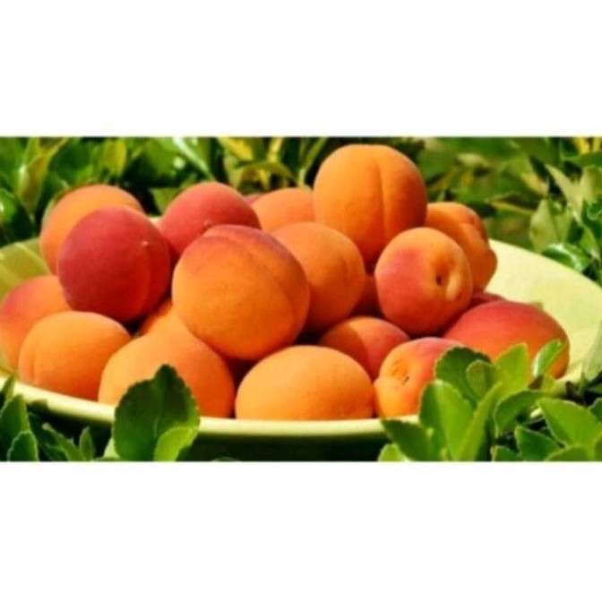 Bibit tanaman buah aprikot MMMM VALID