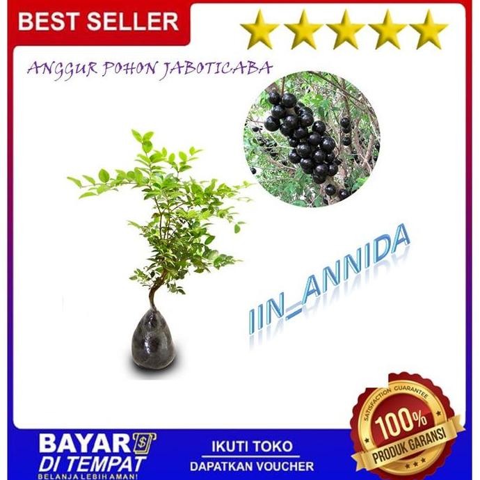 BIBIT TANAMAN BUAH ANGGUR POHON BRAZIL BENIH ANGGUR POHON JENIS VALID