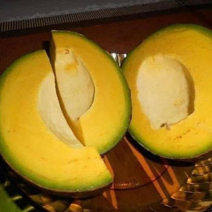 Bibit Tanaman Buah alpukat markus super jumbo Benih unggulan Tinggi VALID