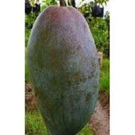 Obral Bibit Tanaman Mangga Kiojay - Mangga Jumbo Super MMMM VALID